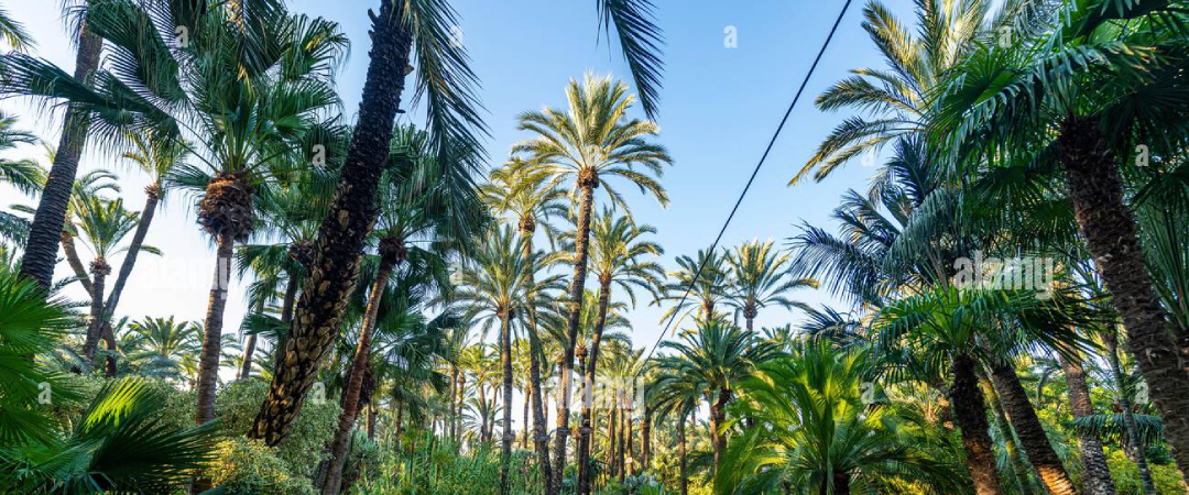 Elche Palm Grove – UNESCO World Heritage Site: A Verdant Oasis in Costa Blanca - Active recreation Costa Blanca Elche Entertainment Excursions  - Фото - Elche-Palm-Grove-UNESCO-World-Heritage-Site