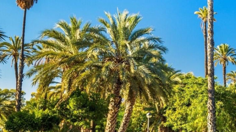 Пальмера́ль Э́льче (1)