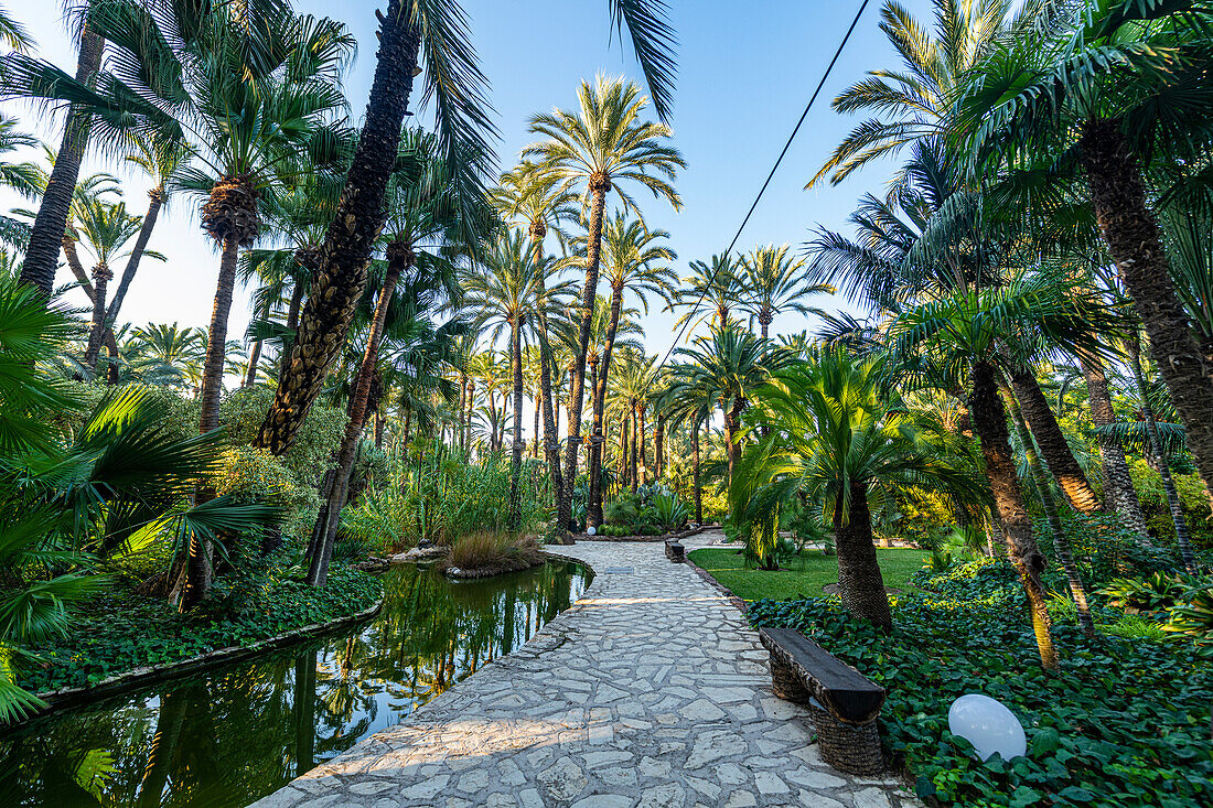 13709467-Palm-trees-Palmeral-Palm-Grove-of-Elche-UNESCO Лучшие автомобильные маршруты по Коста-Бланка