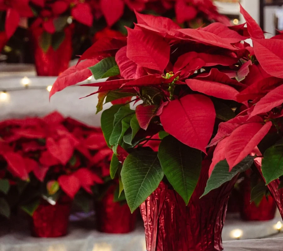 Пуансеттия - главный рождественский цветок на Коста Бланке - Коста-Бланка Локальная культура Сезонные события  - Costa Blanca Space Фото - alicante