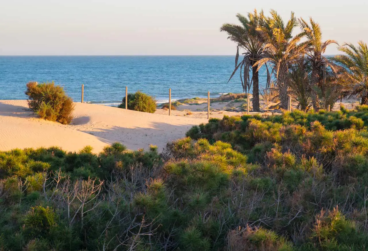 Песчаные пляжи Коста-Бланки: где лучший песок и вода - Аликанте Бенидорм Гвардамар-дель-Сегура Кальпе Пляжи Санта-Пола Торевьеха Туризм Хавеа Эль-Кампельо  - Costa Blanca Space Фото - dunas-de-guardamar