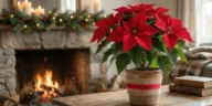 Пуансеттия — главный рождественский цветок на Коста Бланке