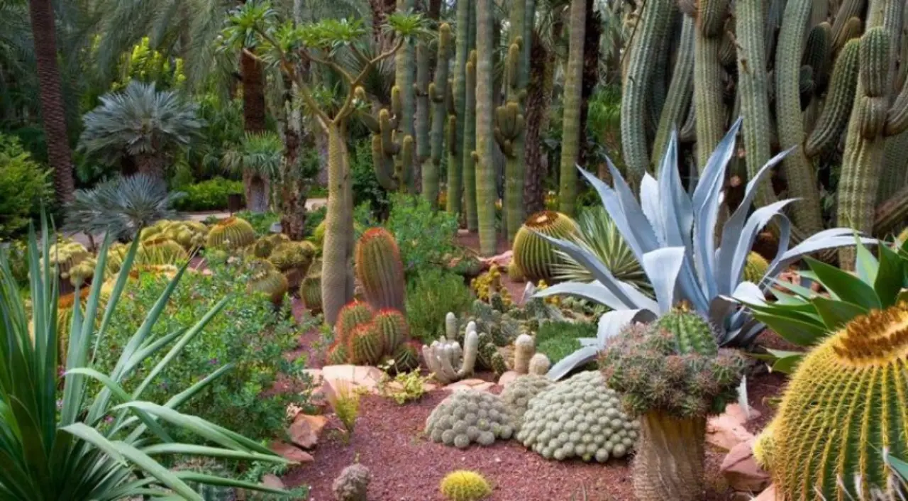 Эльче: пальмовые рощи и культурные маршруты - Маршруты Путеводители по городам Туризм Эльче  - Costa Blanca Space Фото - jardin-artistico-nacional-huerto-del-cura-elche