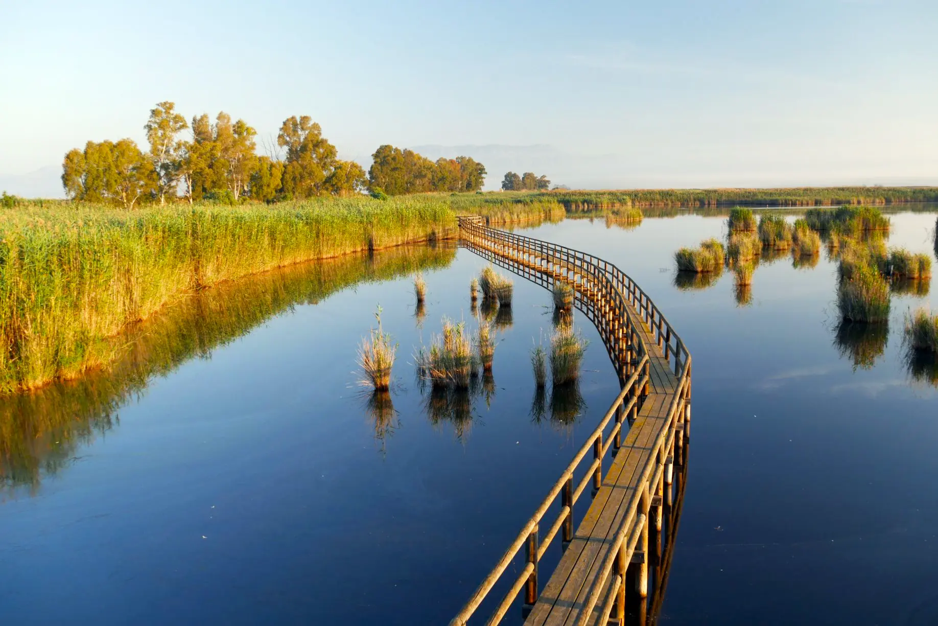 Эльче: пальмовые рощи и культурные маршруты - Маршруты Путеводители по городам Туризм Эльче  - Costa Blanca Space Фото - parque-natural-del-hondo-elche