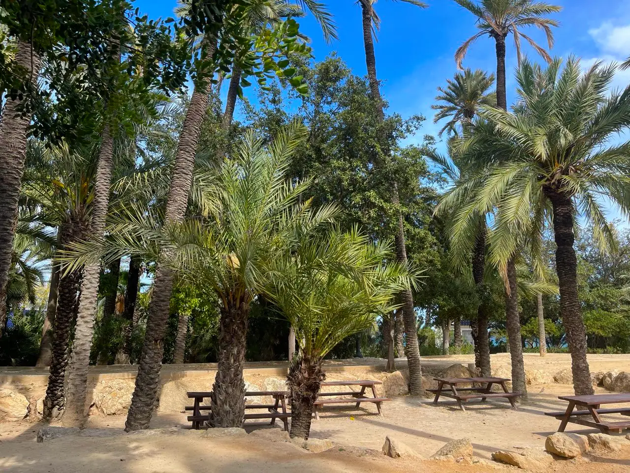 El Palmeral de Alicante: un oasis de palmeras con lago, cómo llegar, qué ver y por qué visitarlo - Alicante Costa Blanca Selecciones destacadas Turismo  - Costa Blanca Space Фото - El-Palmeral-Park-in-Alicante