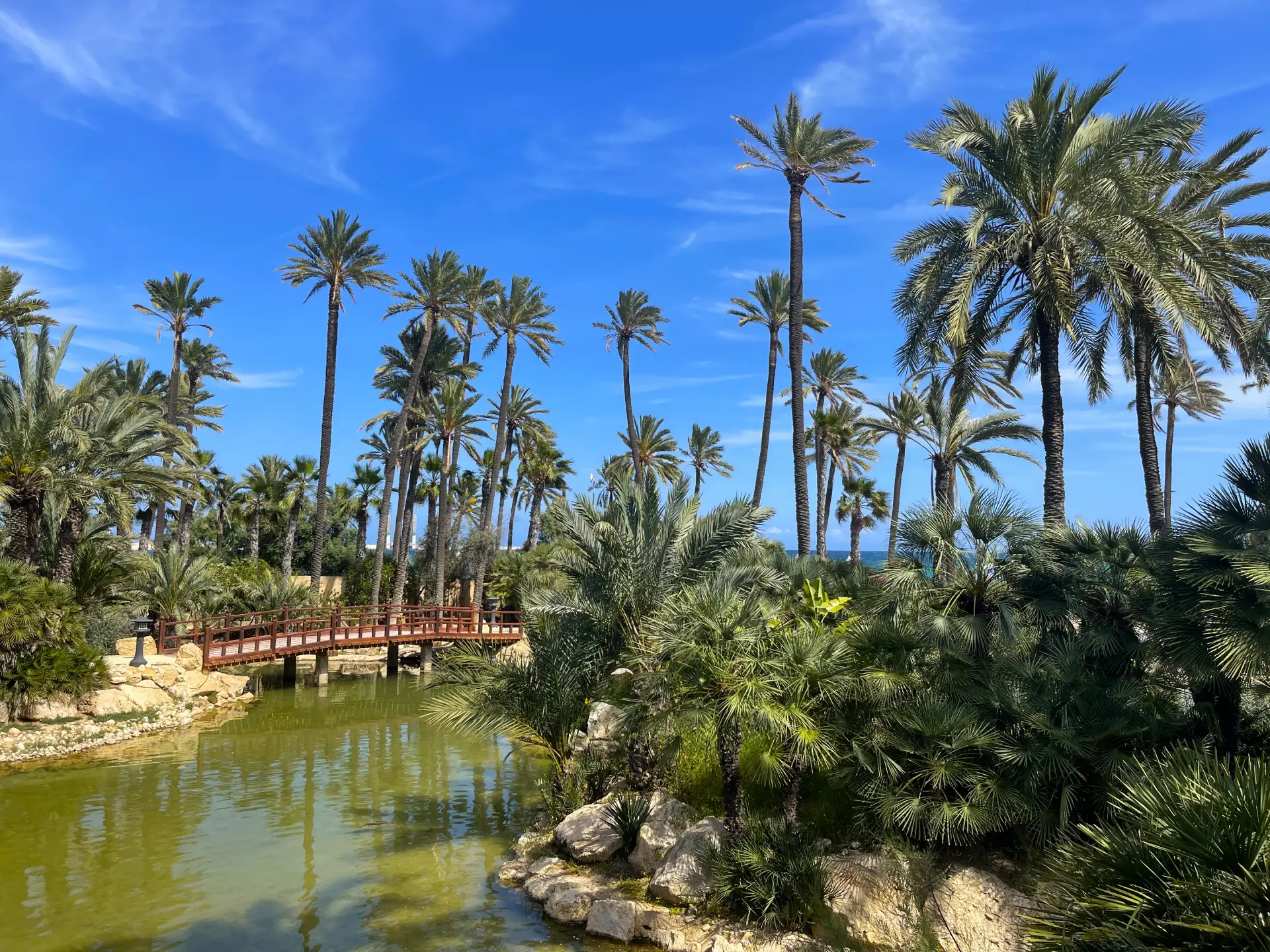 El Palmeral de Alicante: un oasis de palmeras con lago, cómo llegar, qué ver y por qué visitarlo - Alicante Costa Blanca Selecciones destacadas Turismo  - Costa Blanca Space Фото - Park-El-Palmeral-v-Alikante-El-Palmeral-11-