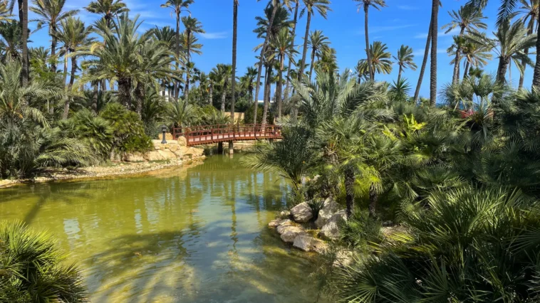 El Palmeral Park in Alicante: a Palm Grove with a Lake, How to Get There, What to See, and Why It’s Worth Visiting