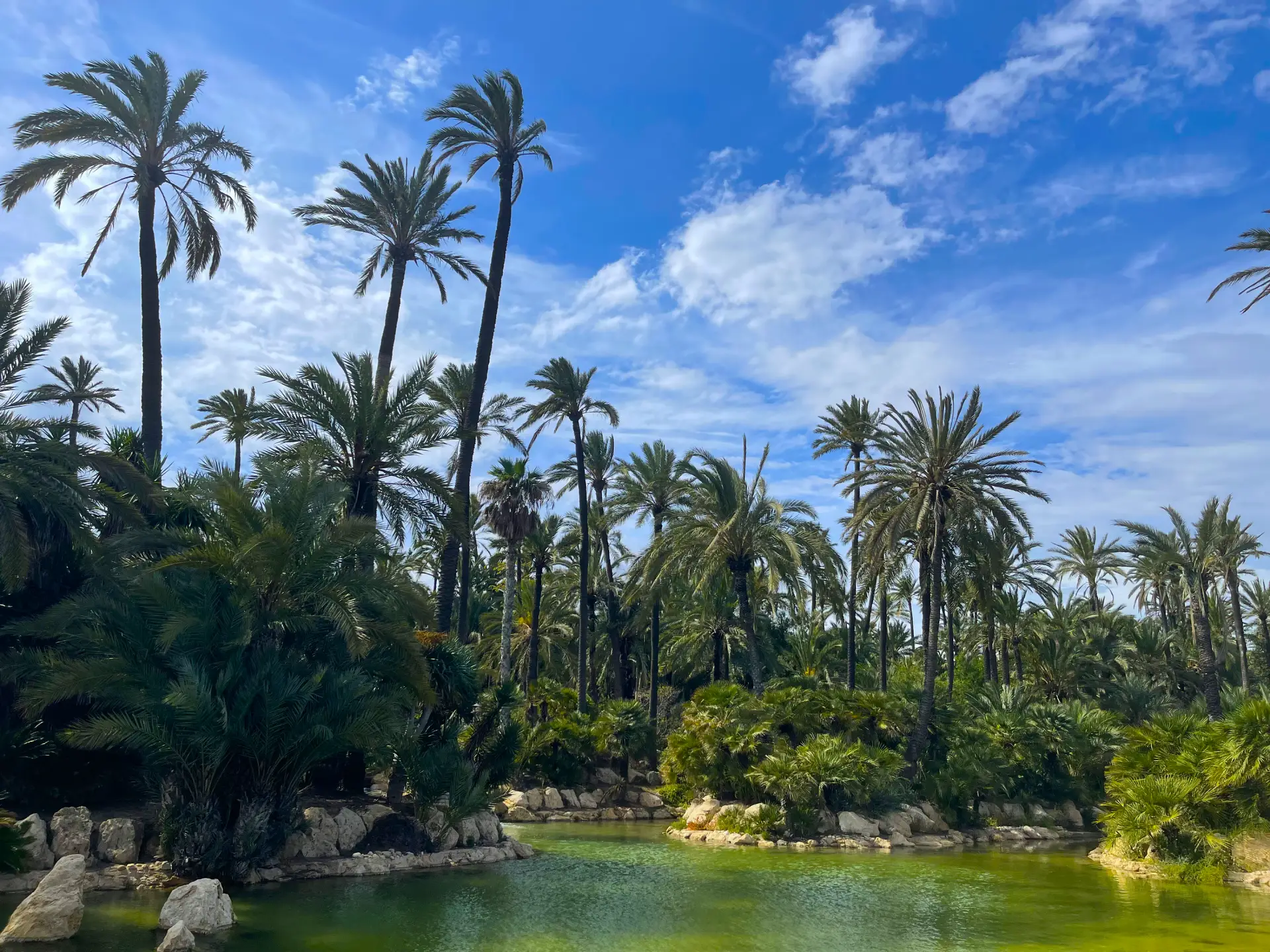El Palmeral de Alicante: un oasis de palmeras con lago, cómo llegar, qué ver y por qué visitarlo - Alicante Costa Blanca Selecciones destacadas Turismo  - Costa Blanca Space Фото - Park-El-Palmeral-v-Alikante-El-Palmeral-2026